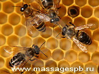 Апитерапия лечение пчелами на дому Петербург тел.89119737440 Андрей Александрович